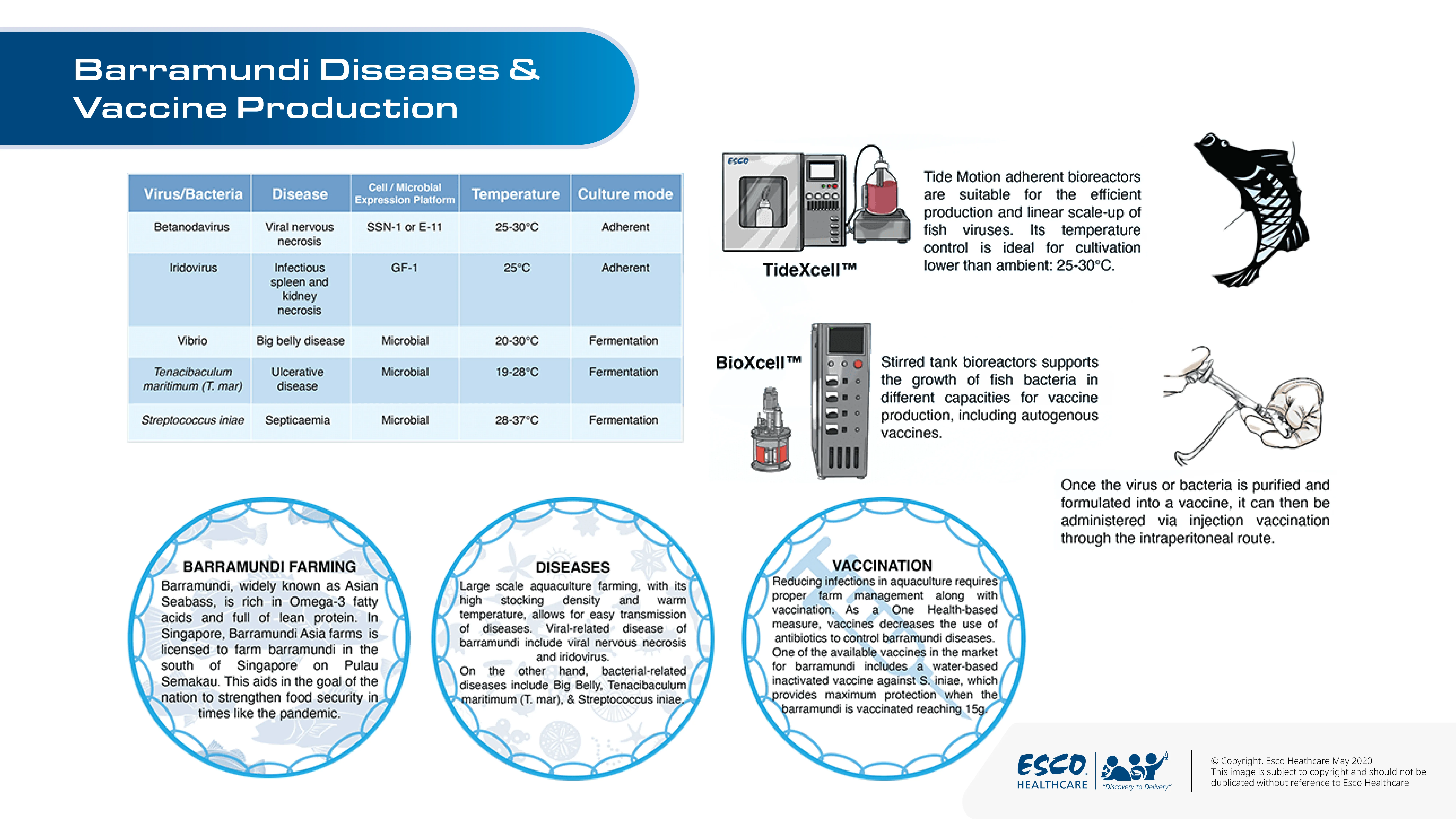 Barramundi Diseases and Vaccine Production